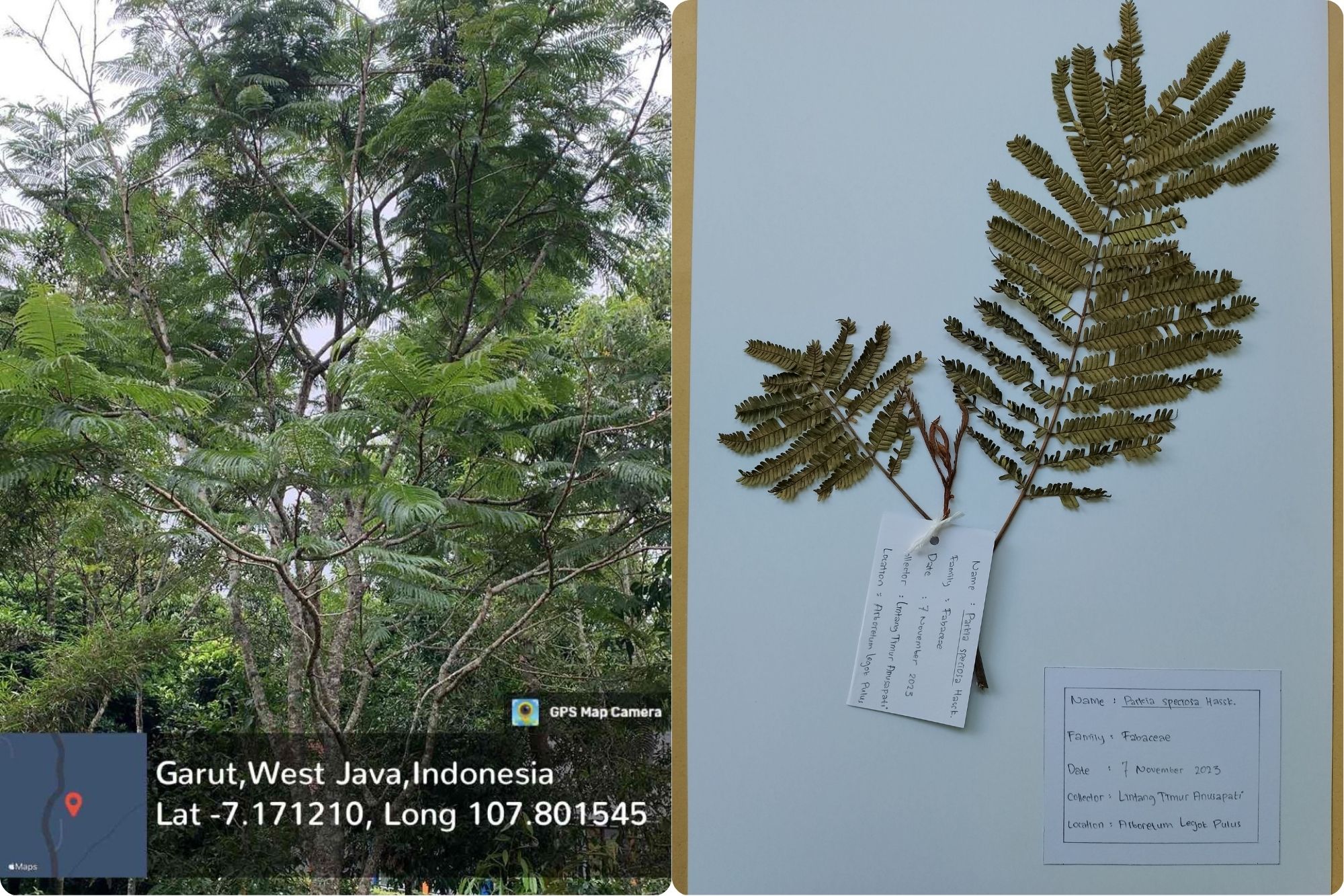 Petai (Parkia speciosa Hassk.)