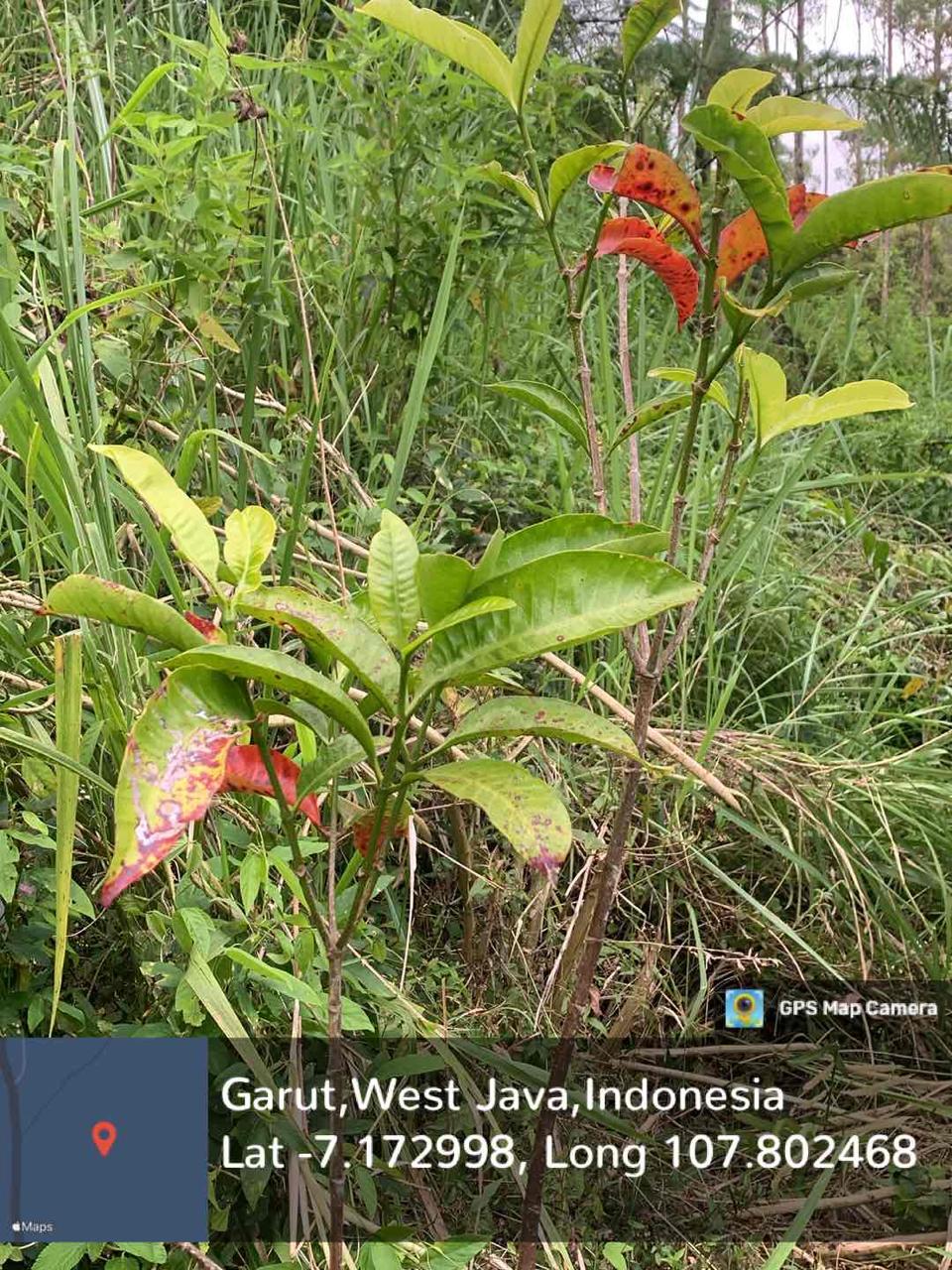 Pronojiwo (Kopsia arborea Blume)