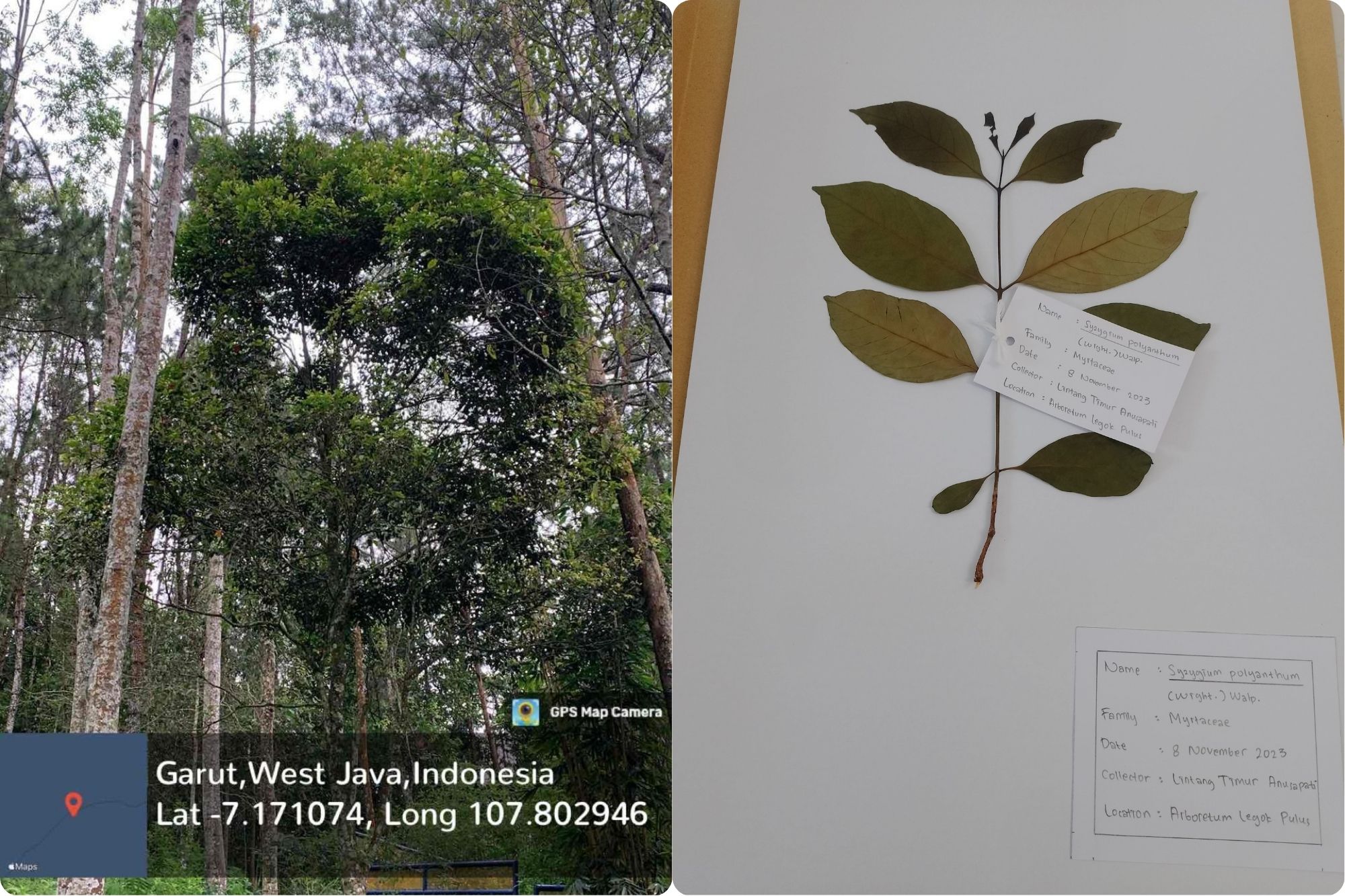 Salam (Syzygium polyanthum (Wight.) Walp)