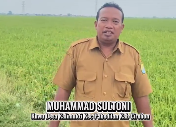 Dukungan BBWS Cimanuk Cisanggarung Wujudkan Keberhasilan Tanam hingga MT III di Desa Pabedilan