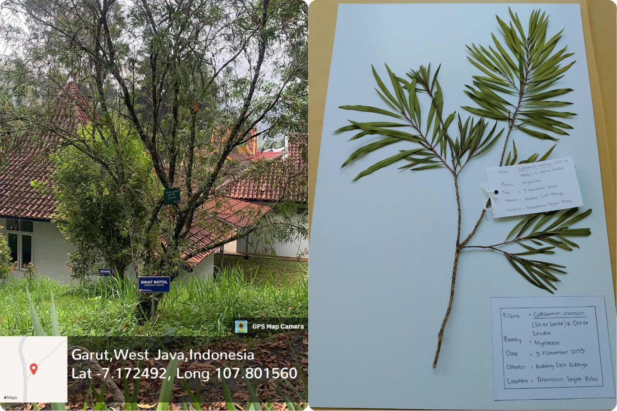 Sikat Botol (Callistemon viminalis (Sol. Ex Gaerthn.) Cheel)