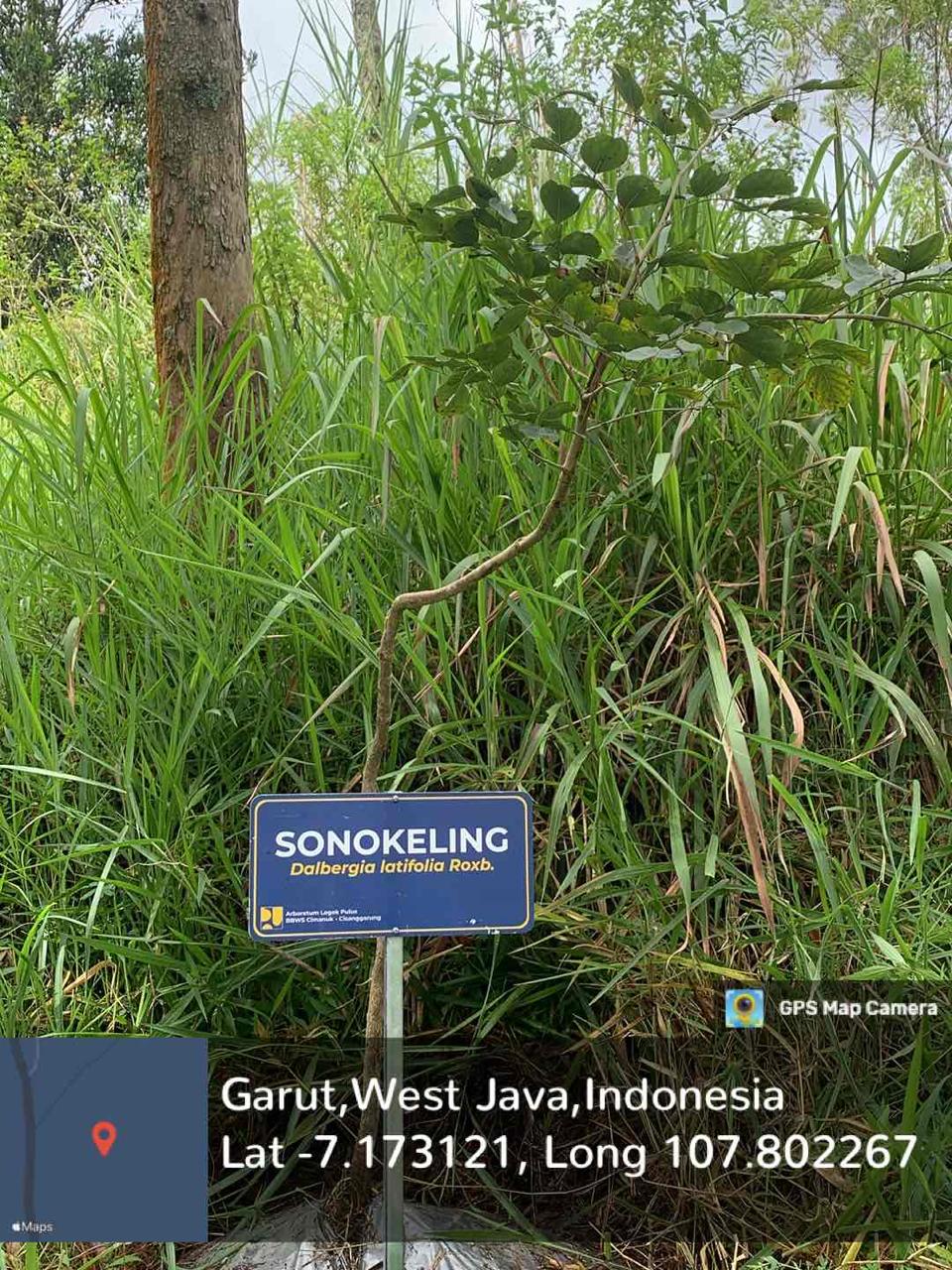 Sonokeling (Dalbergia latifolia Roxb.)