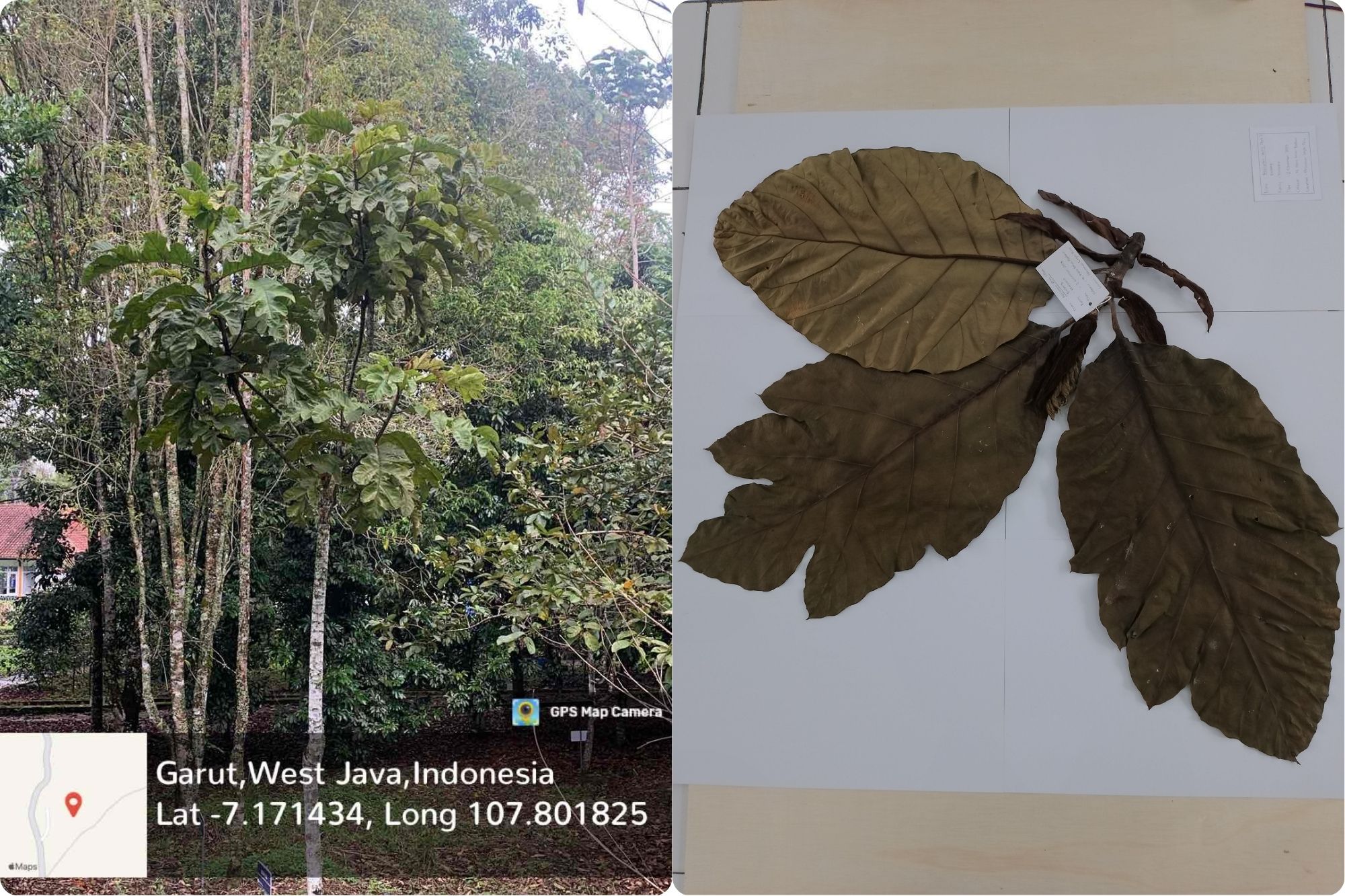 Sukun (Artocarpus altilis (Parkinson) Fosberg)