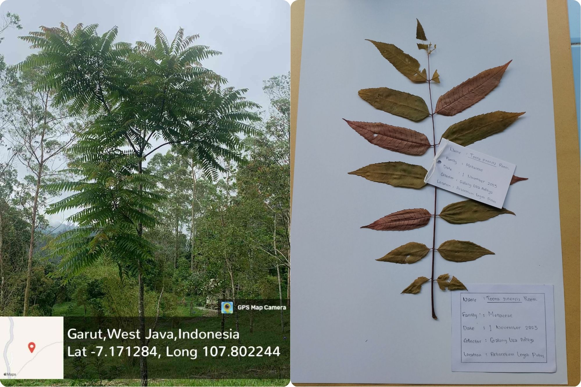 Suren (Toona sinensis)