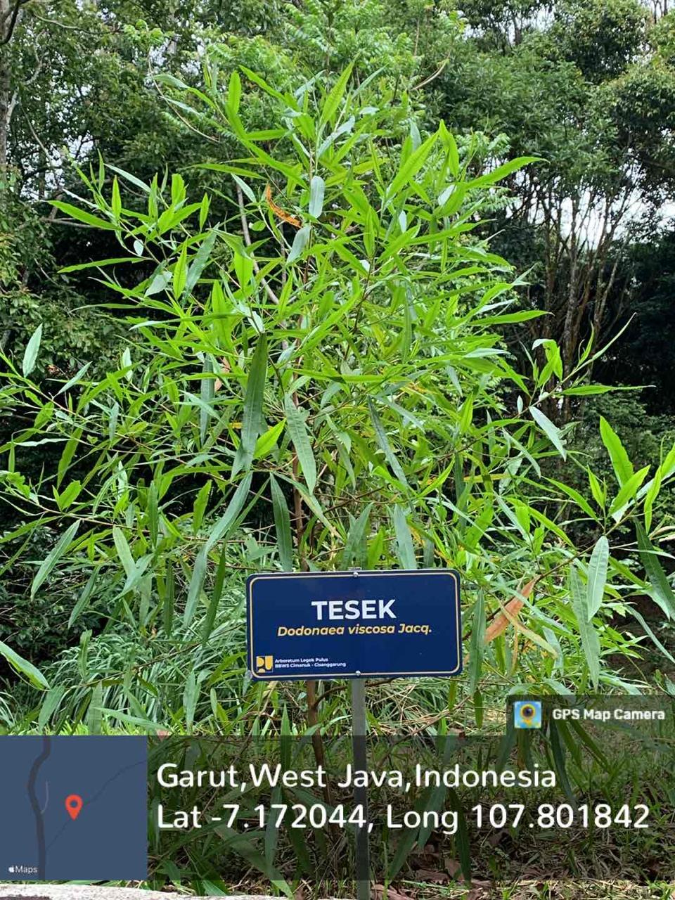 Tesek (Dodonaea viscosa (L.) Jacq.)