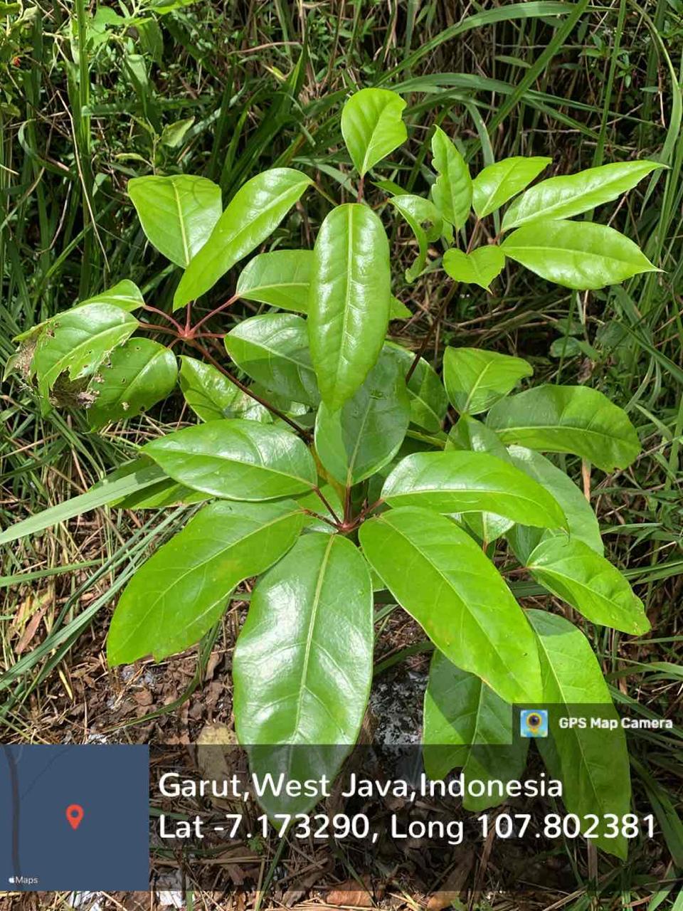   Walisongo (Schefflera arboricola (Hayata) Merr.) 