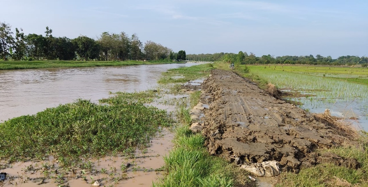 Tanggul Kritis sepanjang 25 meter di saluran induk cipelang desa bodas kecamatan tukdana kabupaten indramayu ditangani oleh tim sigab bbws cimanuk cisanggarung