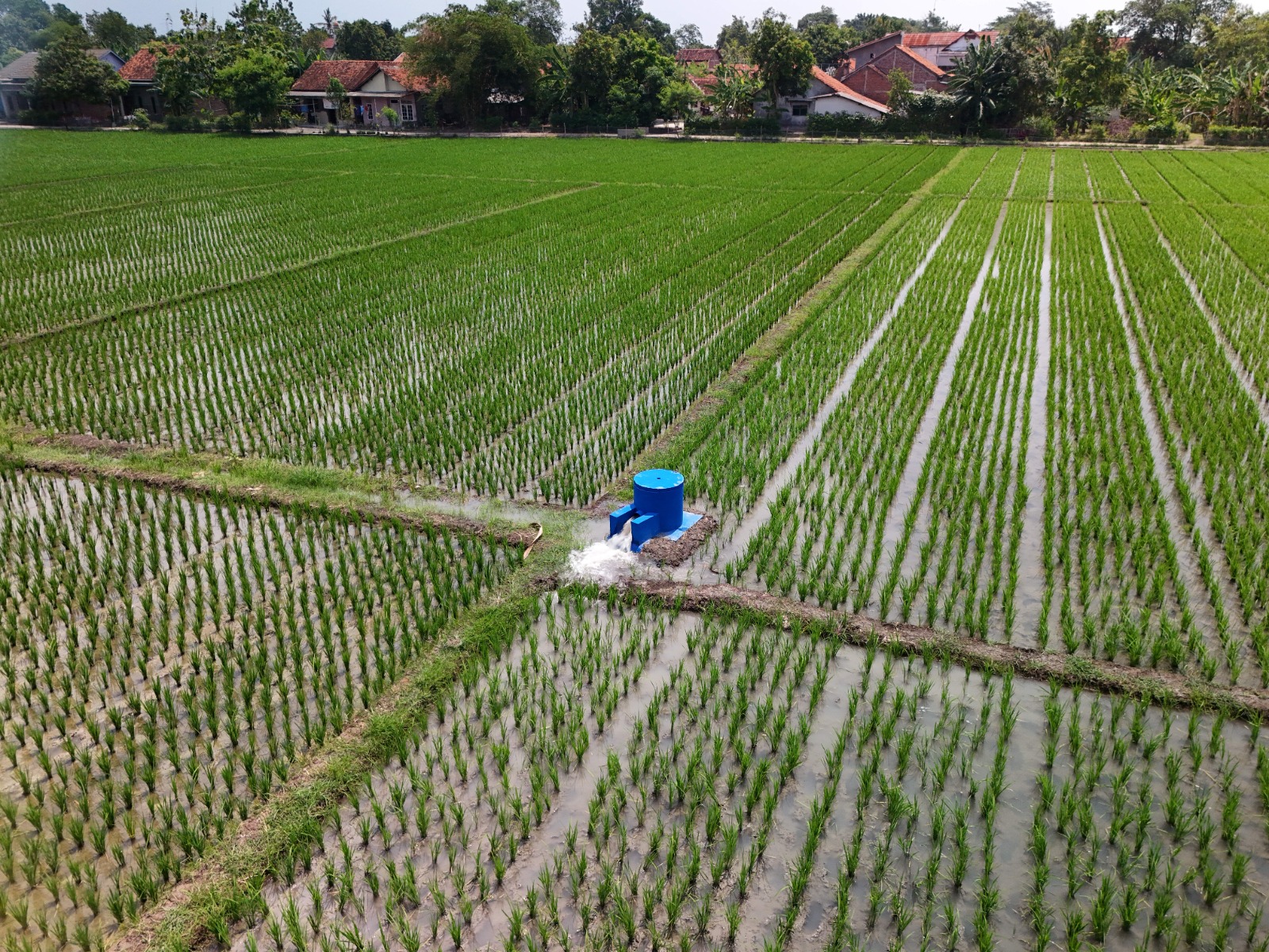 Hadirnya Sumur JIAT Meningkatkan Hasil Panen Di Kabupaten Pemalang