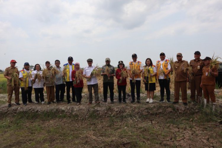 Kementerian PUPR Dukung Pengembangan Food Estate Menjadi Lumbung Pangan di Kalteng