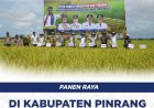 Panen Raya di Kabupaten Pinrang