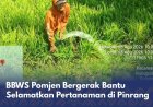 BBWS Pomjen Bergerak Bantu Selamatkan Pertanaman Pinrang