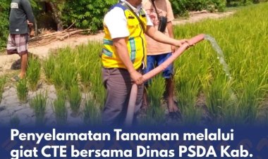 Penyelamatan Tanaman Melalui Giat CTE Bersama Dinas PSDA Kab. Pinrang