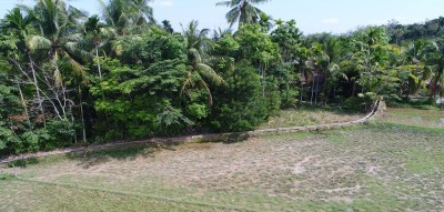 Sawah Aliran Irigasi Bendung Simandolak 1