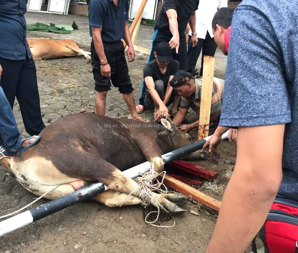 Semarak Idul Adha 2018 di Balai Wilayah Sungai Sumatera VI